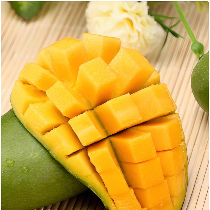 Gardening Mikha Bibit Mangga Mahatir Berbuah Lebat Mudah Tumbuh Hasil Cangkok Stek Pertanian Mangga