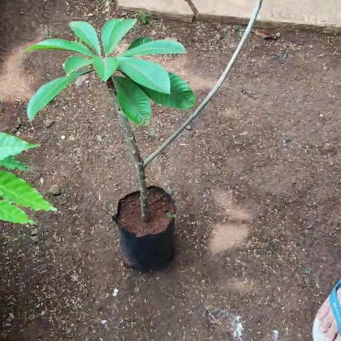 bibit mamey sapote keywest bercabang bagus dan mamey sapote lorito