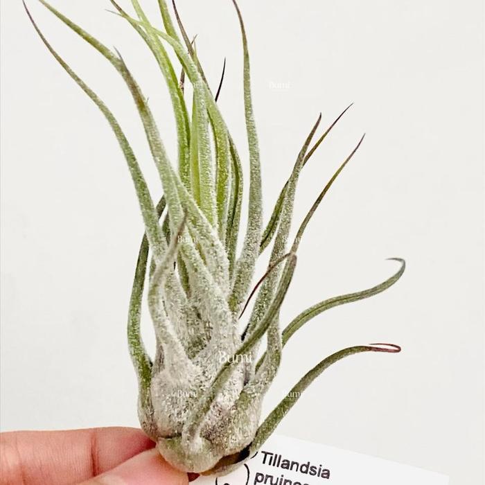 Tillandsia pruinosa 'Colombia x Guatemala' - Bumi Air Plants Tanaman