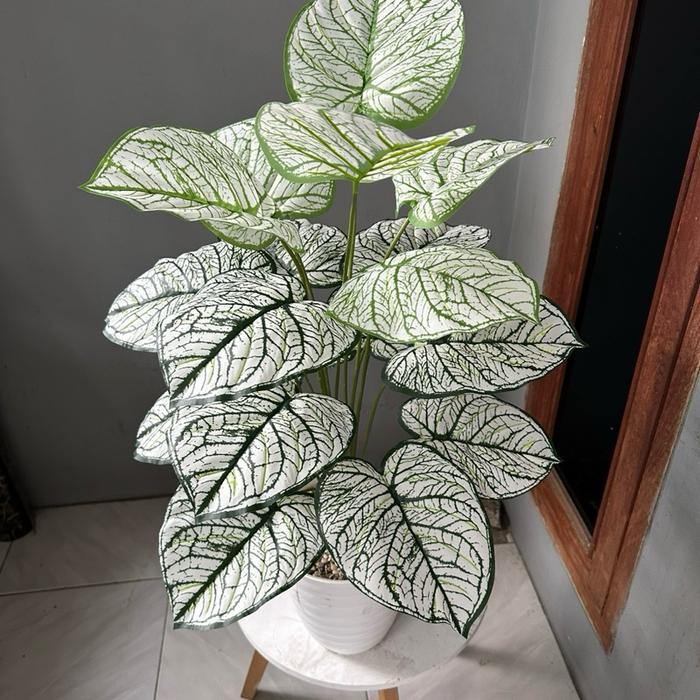 TANAMAN KELADI PALSU KODE A (SUDAH TERMASUK POT) Plastik Pot Bunga