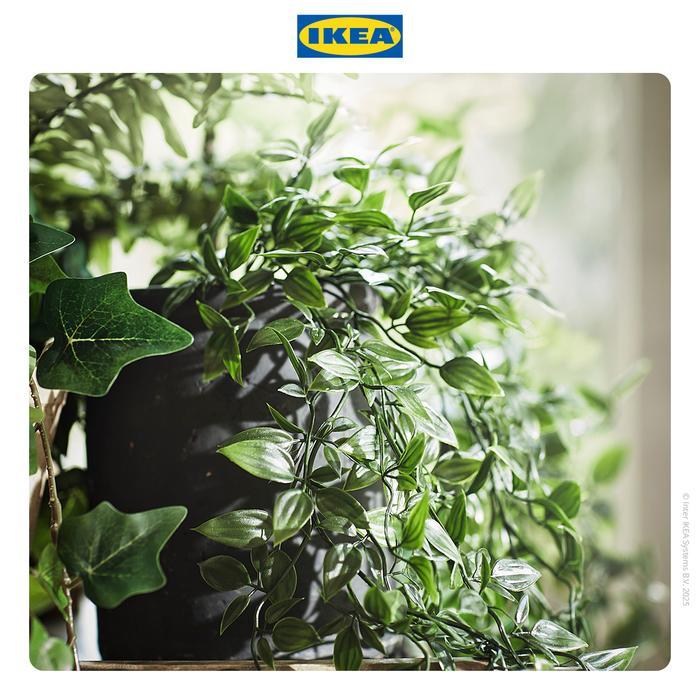 Ikea Fejka Tanaman Hias Gantung Dengan Pot 9 Cm