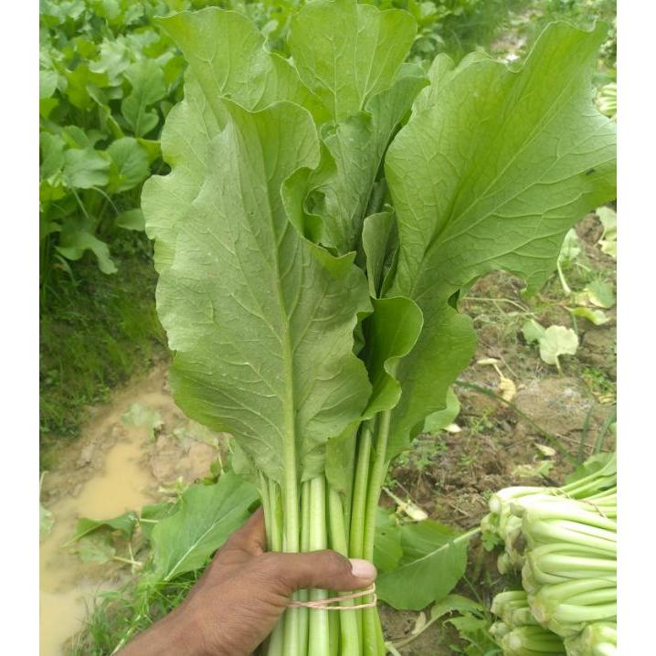 Mrono_Mrene Benih Caisim Sawi Manis Jumbo 1 Kilogram Urban Farming Unggul Lebat Panen Melimpah