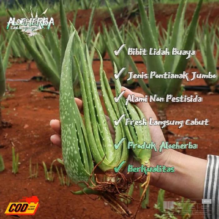 Mantabetul Bibit Lidah Buaya Jumbo Pontianak