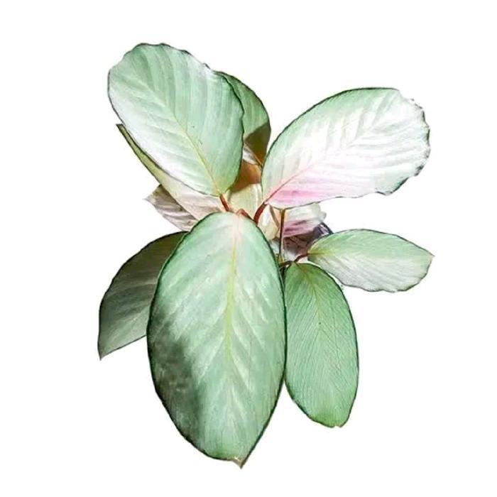 Digazsin_ Paket Hemat 10 Jenis Tanaman Hias Calathea - Tanaman Hias Calathea - Tanaman Calathea -