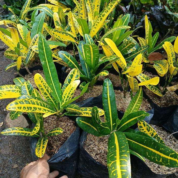 Digazsin_ Puring Mentimun / Tanaman Puring Timun / Tanaman Hias Puring Kuning / Pohon Puring Kuning