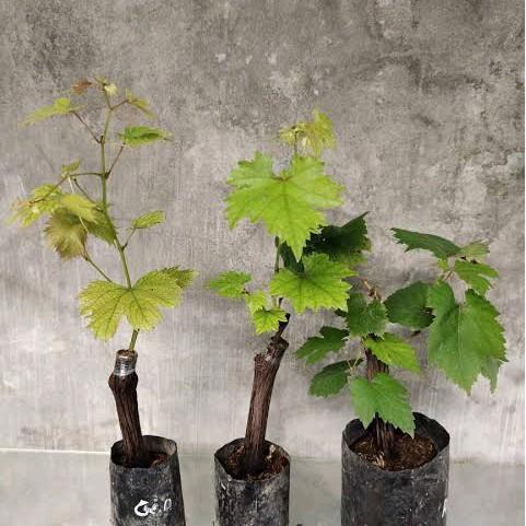 Chantelna_ Bibit Tanaman Buah Anggur Ninel - Pohon Buah Anggur Jenis Ninel - Bibit Pohon Buah -