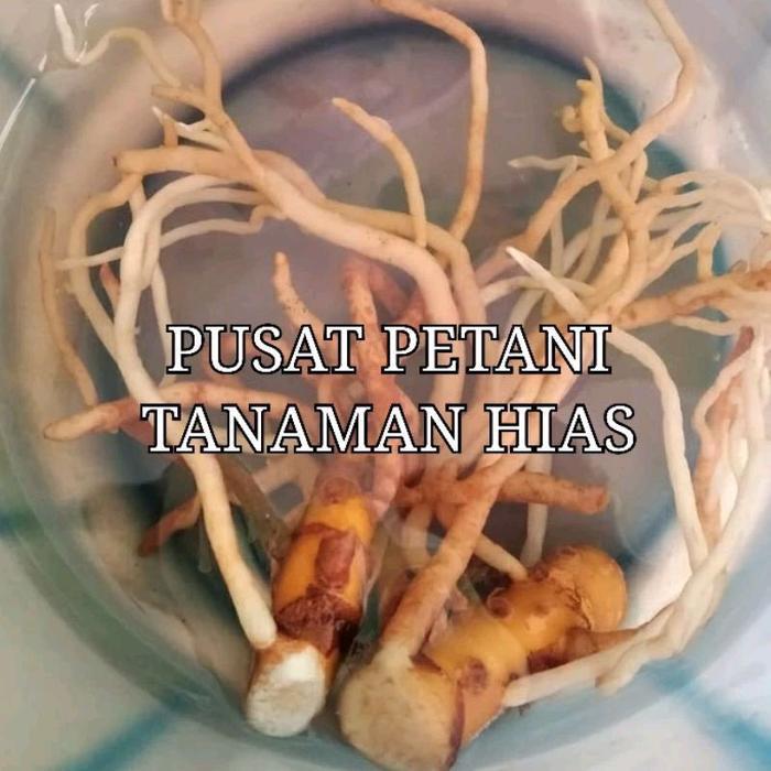 Digazsin_ 10Macam2 Aglonema Original,