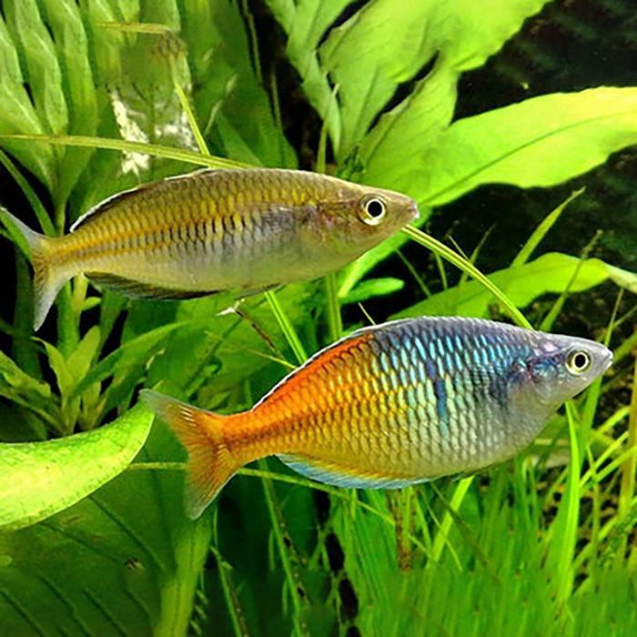 nt39- Boesemani Rainbow / Melanotaenia Boesemani