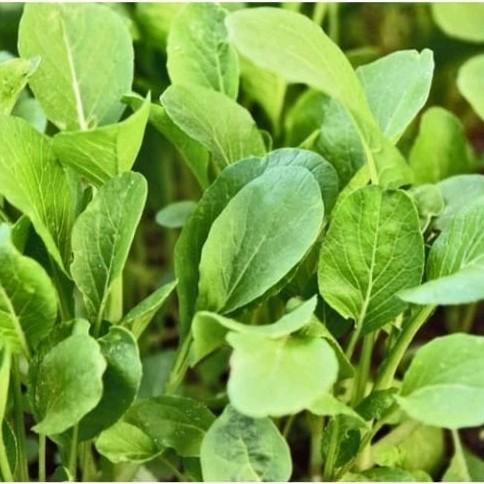 Gardening Mikha Benih Lobak Daun LalapLobak DaunBiji Lobak Paket (2000 Biji)