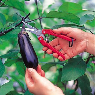 ARS SE-45 gunting kebun pruning nose pruner JAPAN