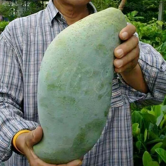 Bibit Mangga Mahatir Berbuah Lebat Mudah Tumbuh Hasil Cangkok Stek Pertanian Mangga Varietas