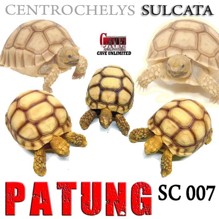 REPLIKA PATUNG HIASAN TORTOISE TORTO KURA DARAT SULCATA CENTROCHELYS