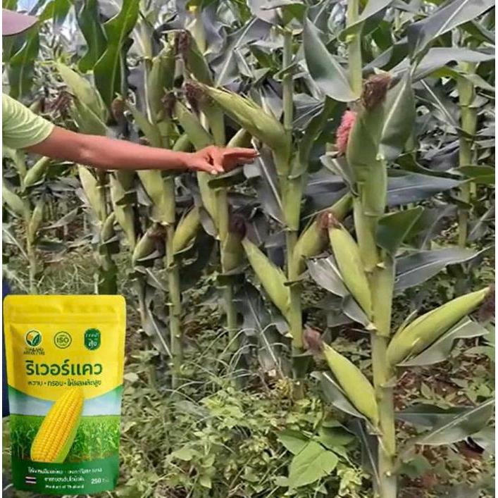 Mantabetul Jagung Thailand (Beli 3 Gratis 1) Benih Jagung Manis Thailand / Lezat, Renyah, Berair /