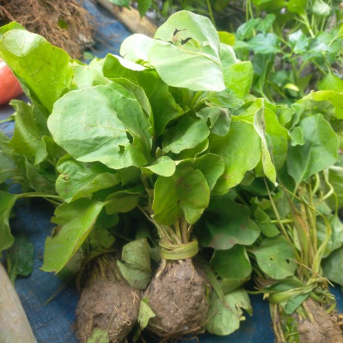 Chantelna_ Benih Terong Ungu Panjang 50 Bibit Siap Tanam Petani Terong