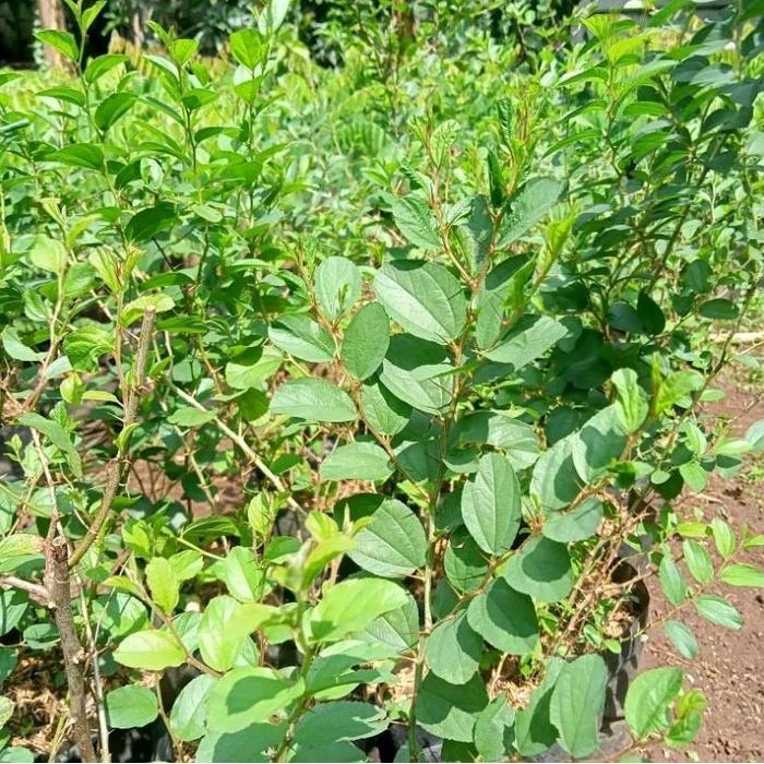 Lubis Gardening Pohon Bidara Arab Ukuran Besar - Tinggi 40-60 Cm Daun Rimbun