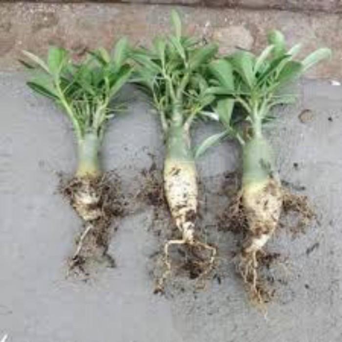 Mantabetul Hiasan Taman Hidup - Kamboja Jepang Adenium Bunga Tumpuk Ungu Bonggol Besar