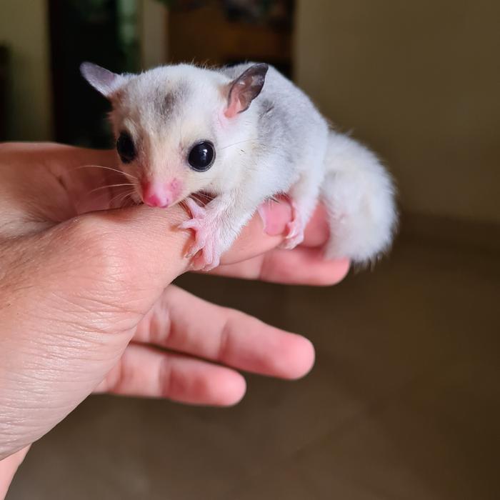 Sugar glider platinum