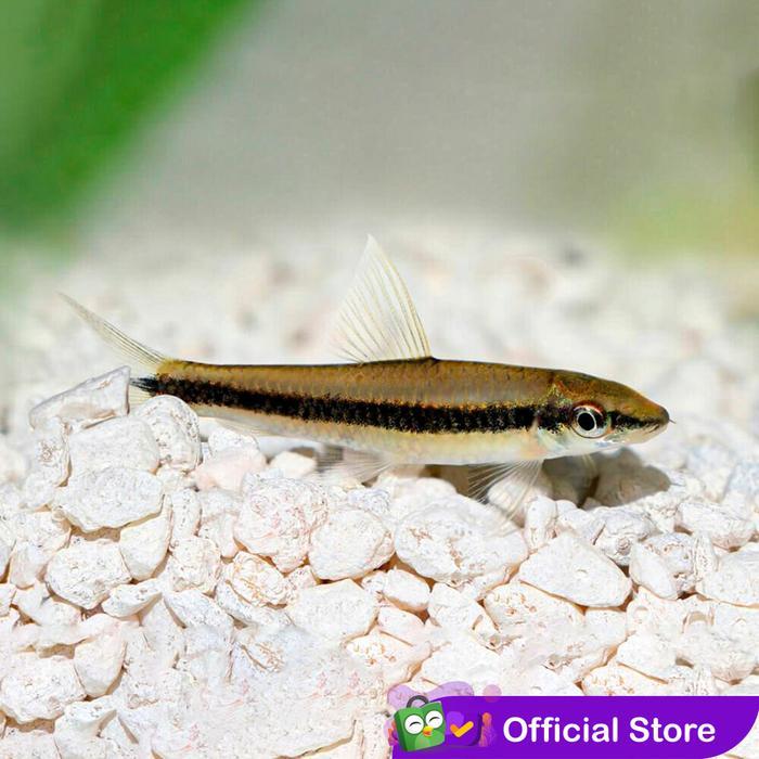 nt39- Sae / Siamese Algae Eater / Pemakan Alga / Ikan Hias Air Tawar