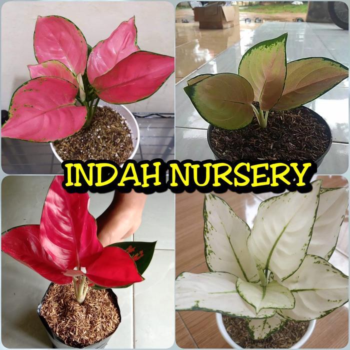 paket 4 bibit bunga aglonema pink anjamani super white sultan suksom