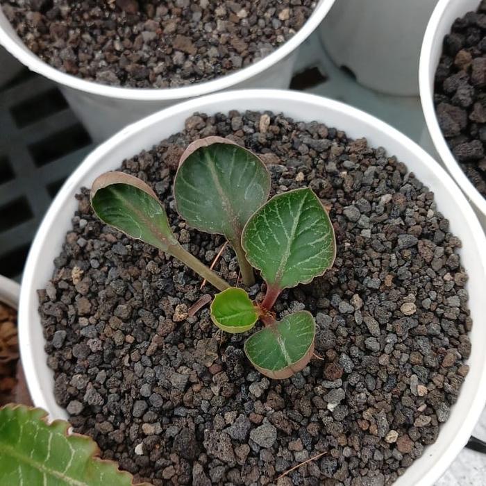 euphorbia francoisi mangkok