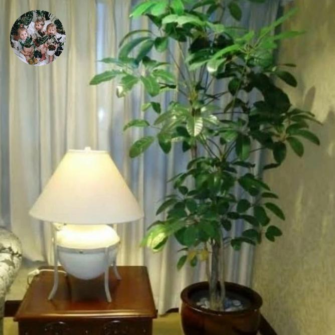 Discount - tanaman pohon Walisongo indoor tinggi 1 meter