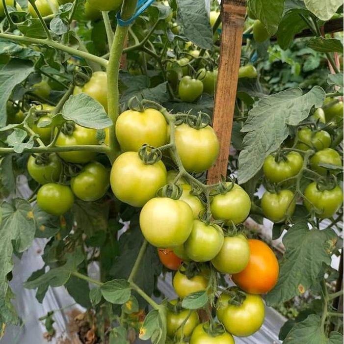 Thejaguar1 Benih Bibit Tomat Handal Isi 5 Gram (2000 Butir) - Aura Seed. Kadaluarsa 2026.