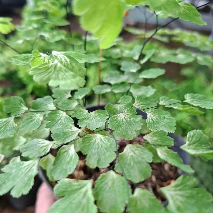 Gardening Mikha Tanaman Hias Suplir Varigata