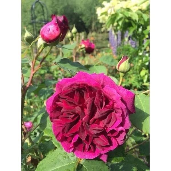 Digazsin_ Paket 5 Tanaman Bunga Mawar Rambat/Tanaman Mawar Rambat/Tanaman Hidup