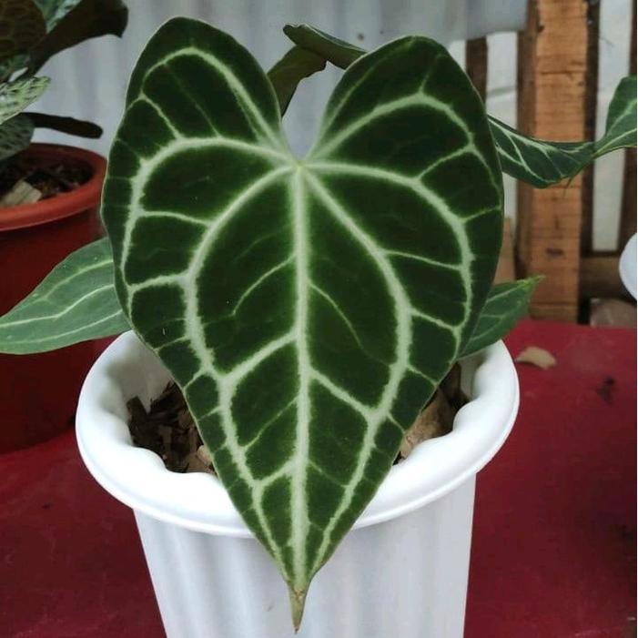 Anthurium Clarinervium King Medium