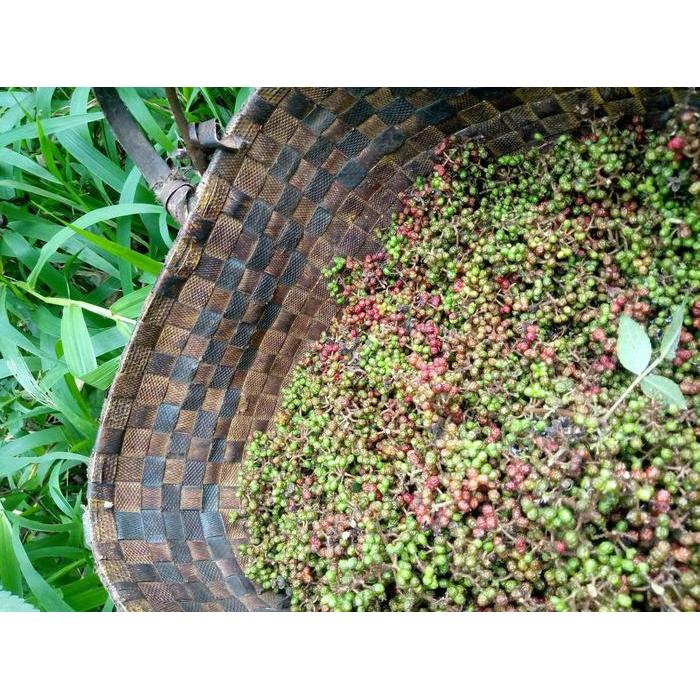 Mantabetul Bibit Premium Andaliman Rempah Merica Khas Tanah Batak Biji Benih Andaliman Rempah Merica