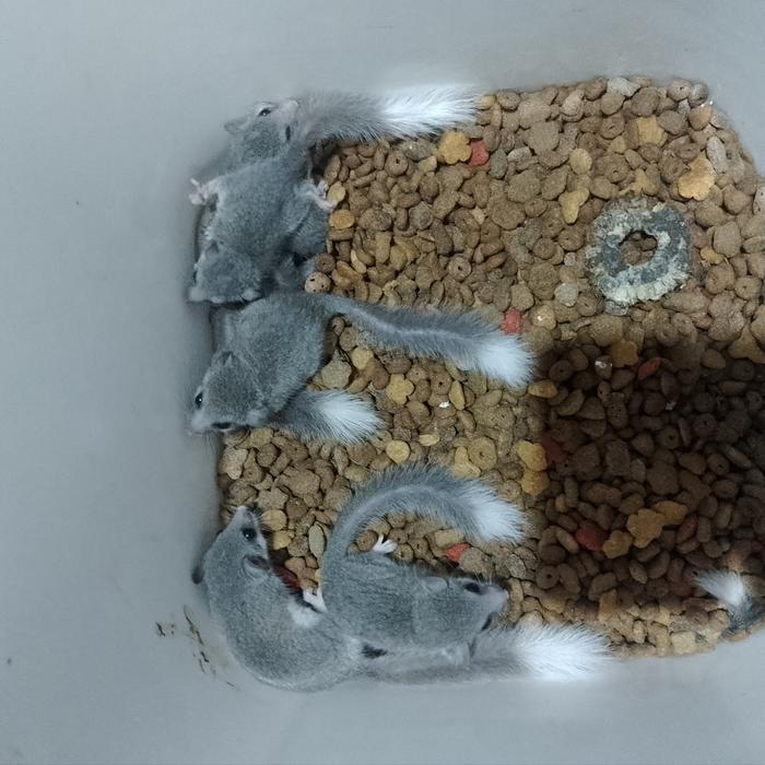 african pigmy dormice