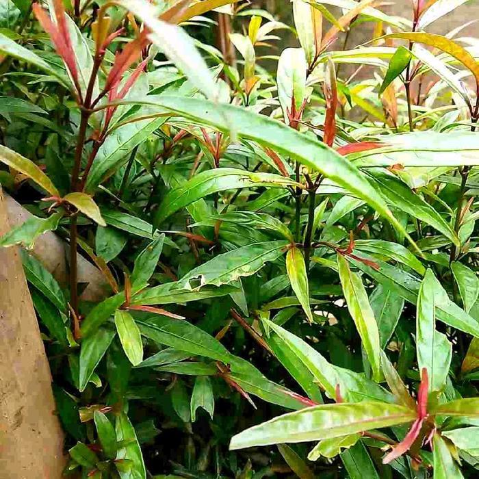 Mantabetul Bibit Stek Daun Genjik Per 100 Gram Siap Tanam