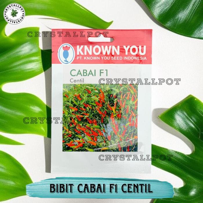 Mantabetul Benih Bibit Cabe Rawit Centil F1 Known You Seed - Kys Cabai Rawit Centil F1