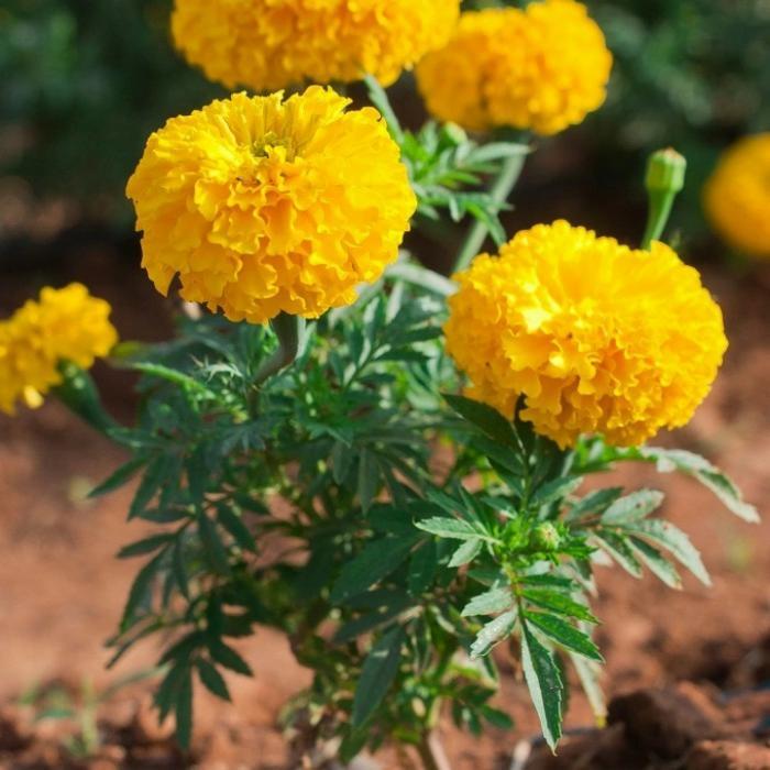 Tanaman Bunga Marigold Kuning/Tanaman Hias/Bunga Marigold Di Pot