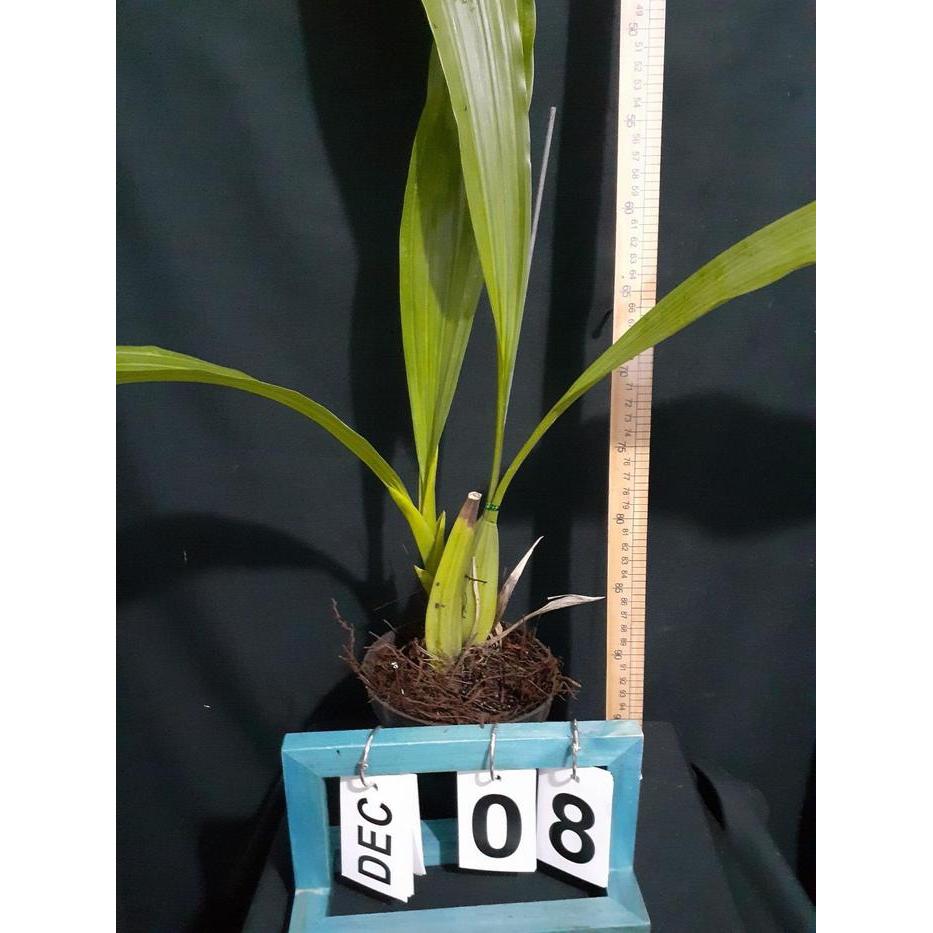 rsob- [ Dewasa ] Coelogyne Asperata Anggrek Mutiara Eksotis Dari Kalimantan, Siap Berbunga