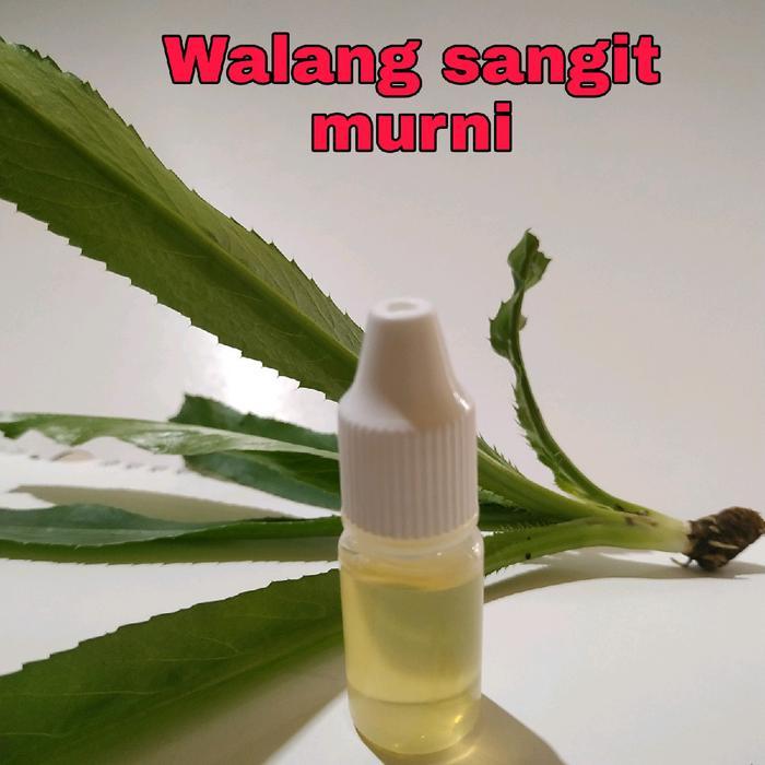 wkgw- Essen Walang Sangit Murni