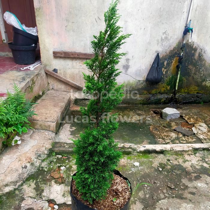 Discount - tanaman pohon cemara lilin / pohon natal 1-meter