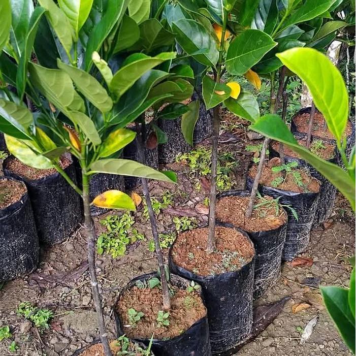 Thejaguar1 Bibit Nangka Merah Benih .