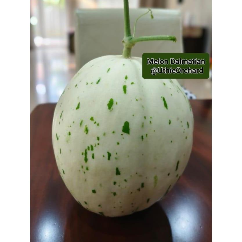 Chantelna_ Mara Premium Selection - Benih Melon Dalmation F1