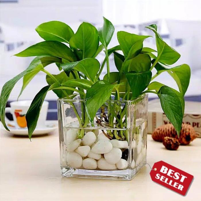 gdyd- Vas Bunga Kaca Kotak Minimalis Aesthetic / Pot Hidroponik Terarium