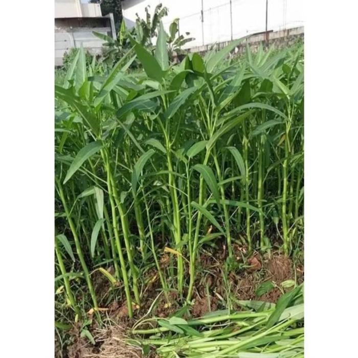 Thejaguar1 Benih/Bibit Kangkung Daun Sedang Kemasan Kiloan