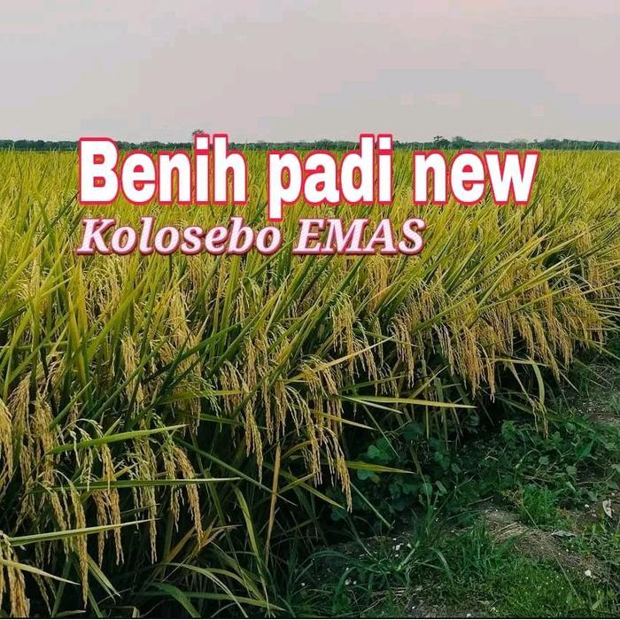 Mantabetul Benih Padi 1Kg Kolosebo Emas Berkwalitas Label Putih Ori