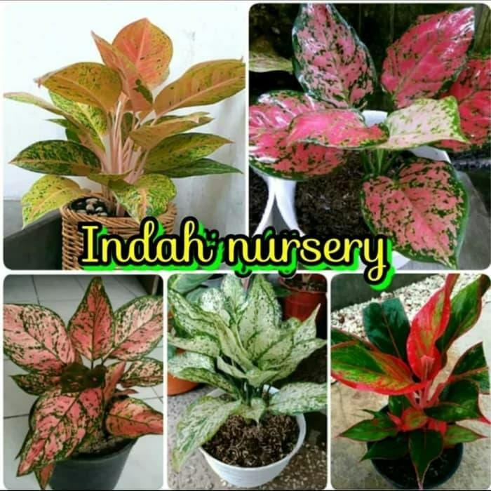 paket 5 macam bibit bunga aglonema kualitas unggul