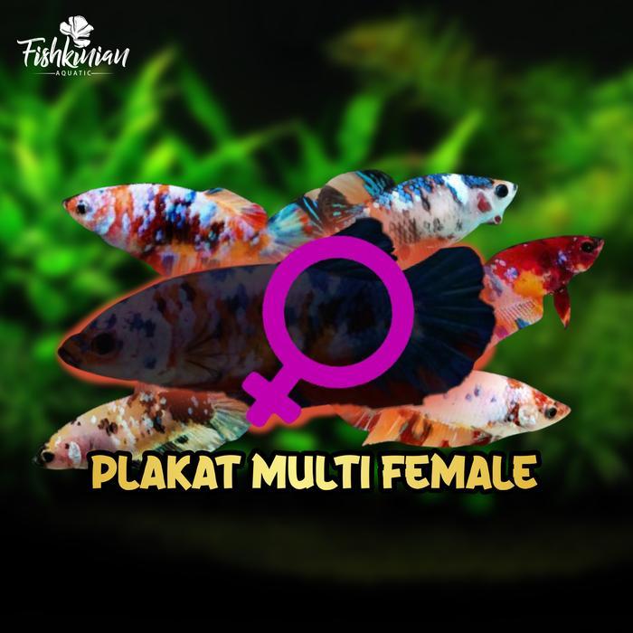 k1xp- Ikan Cupang Plakat Multicolor Female (Betina)