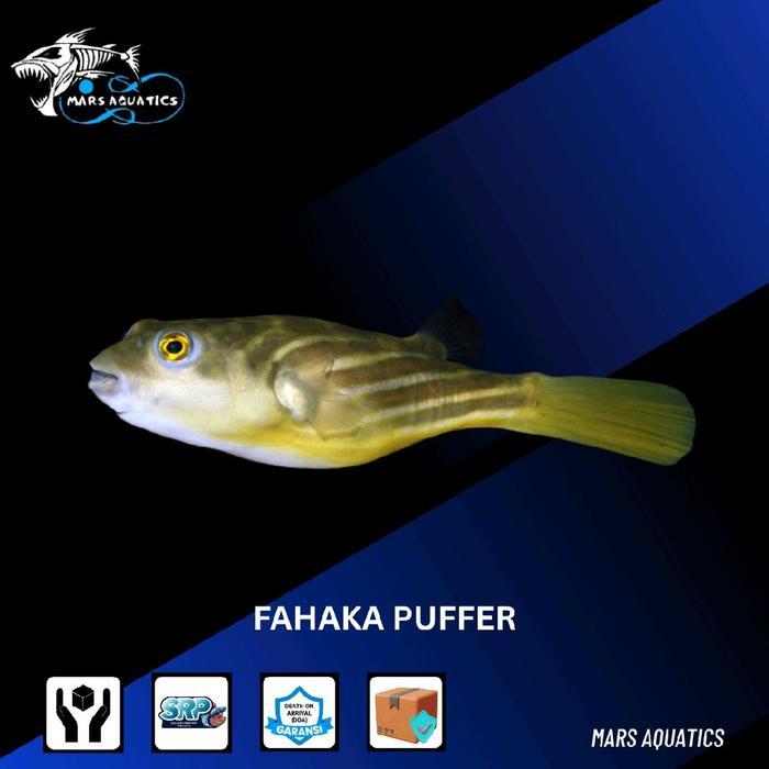 Hiasan Aquarium Buntal Puffer Fahaka Freshwater Ikan Hias #Gratisongkir