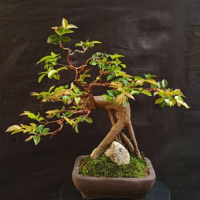 Lubis Gardening Bonsai Panorama. ...... (Anggur Brazil)