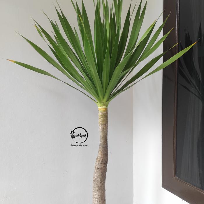 Pandan Bali / Pohon Pandan Bali