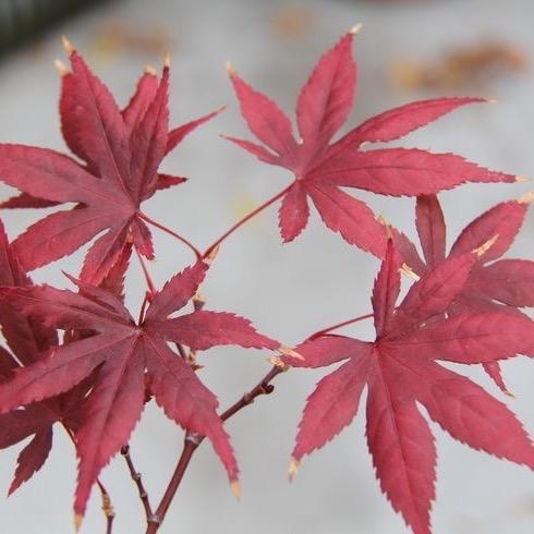 Mantabetul Bibit Tanaman Hias Red Panama Maple - Bahan Bonsai Red Panama - Red Panama Japanese Merah