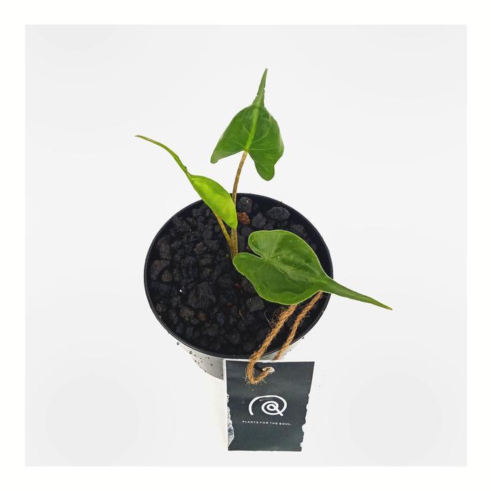 Alocasia 'Stingray' - Tanaman hias koleksi / Houseplants / bibit