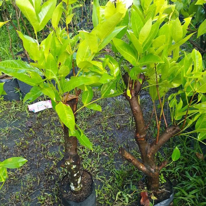 Bibit Jambu Air Green Giant Cangkok Original